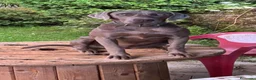 Weimaraner perros en venta: Braco de Weimar en Lugo - Anuncio 1