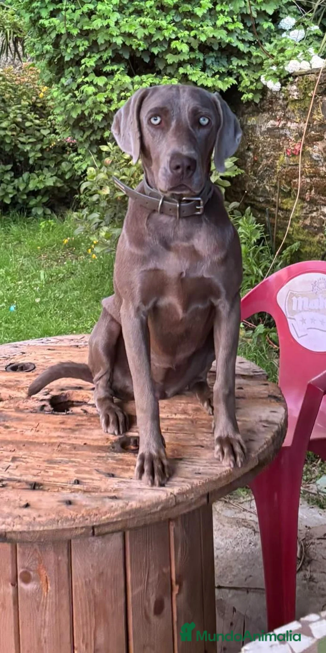 Weimaraner perros en venta: Braco de Weimar en Lugo - Anuncio 1