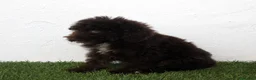Perro de Agua Español perros en venta: Perro de Agua Español - Anuncio 13