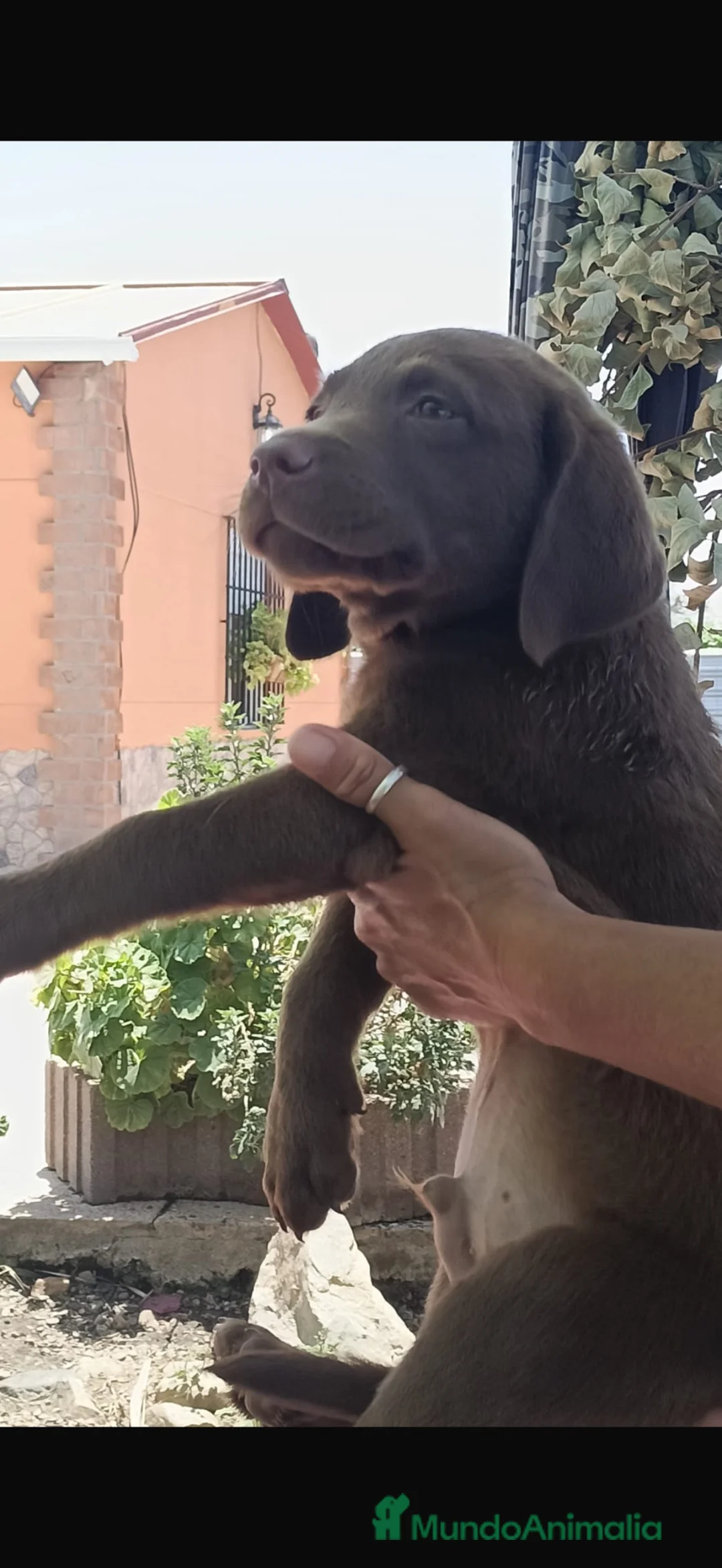 Labrador Retriever perros en venta: Último cachorro labrador retriever chocolate🐶🐾 - Anuncio 1