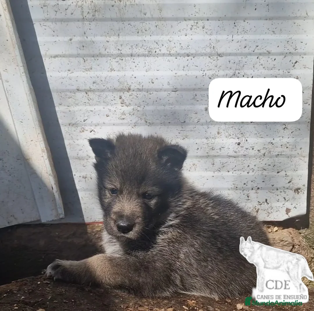 Perro Lobo Checoslovaco perros en venta: Wolfdog/Perro lobo - Anuncio 2