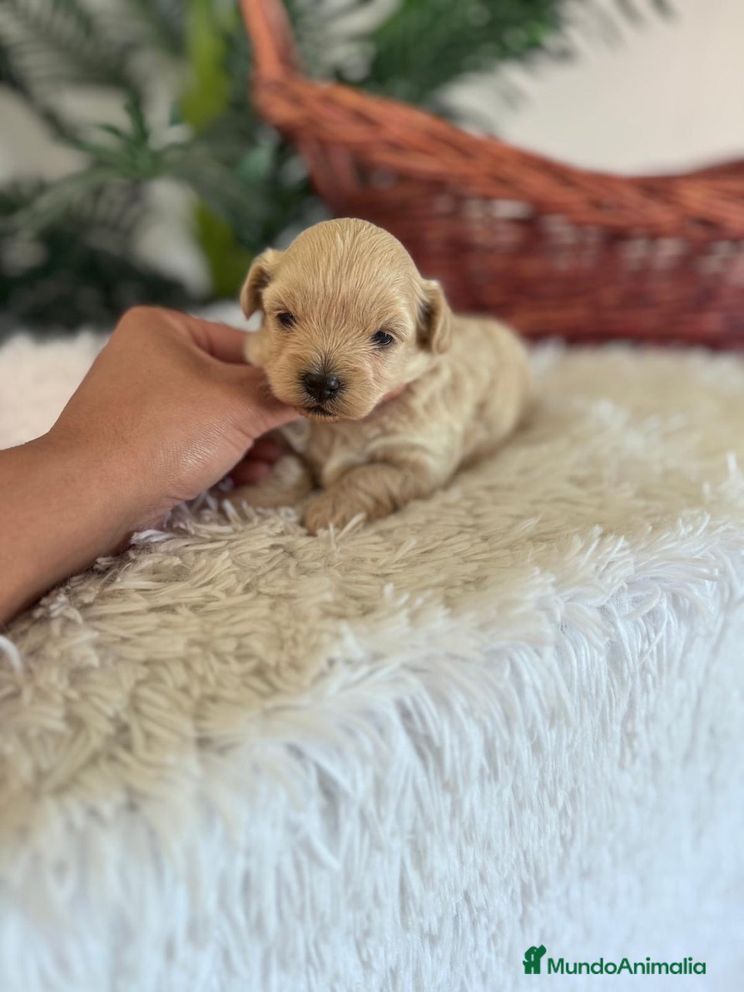 Maltipoo perros en venta: MALTIPOO MACHO - Imagen 32