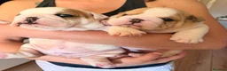 Bulldog Inglés perros en venta: Bulldog inglés macho  - Anuncio 8