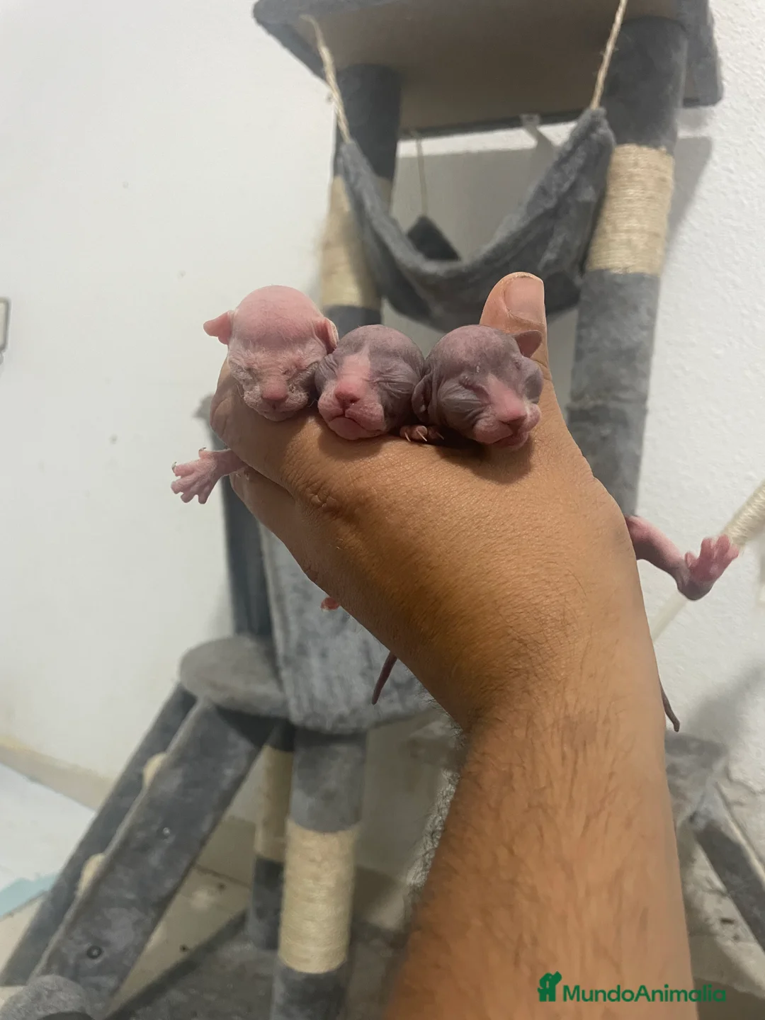 Sphynx gatos en venta: Sphynx  - Anuncio 2