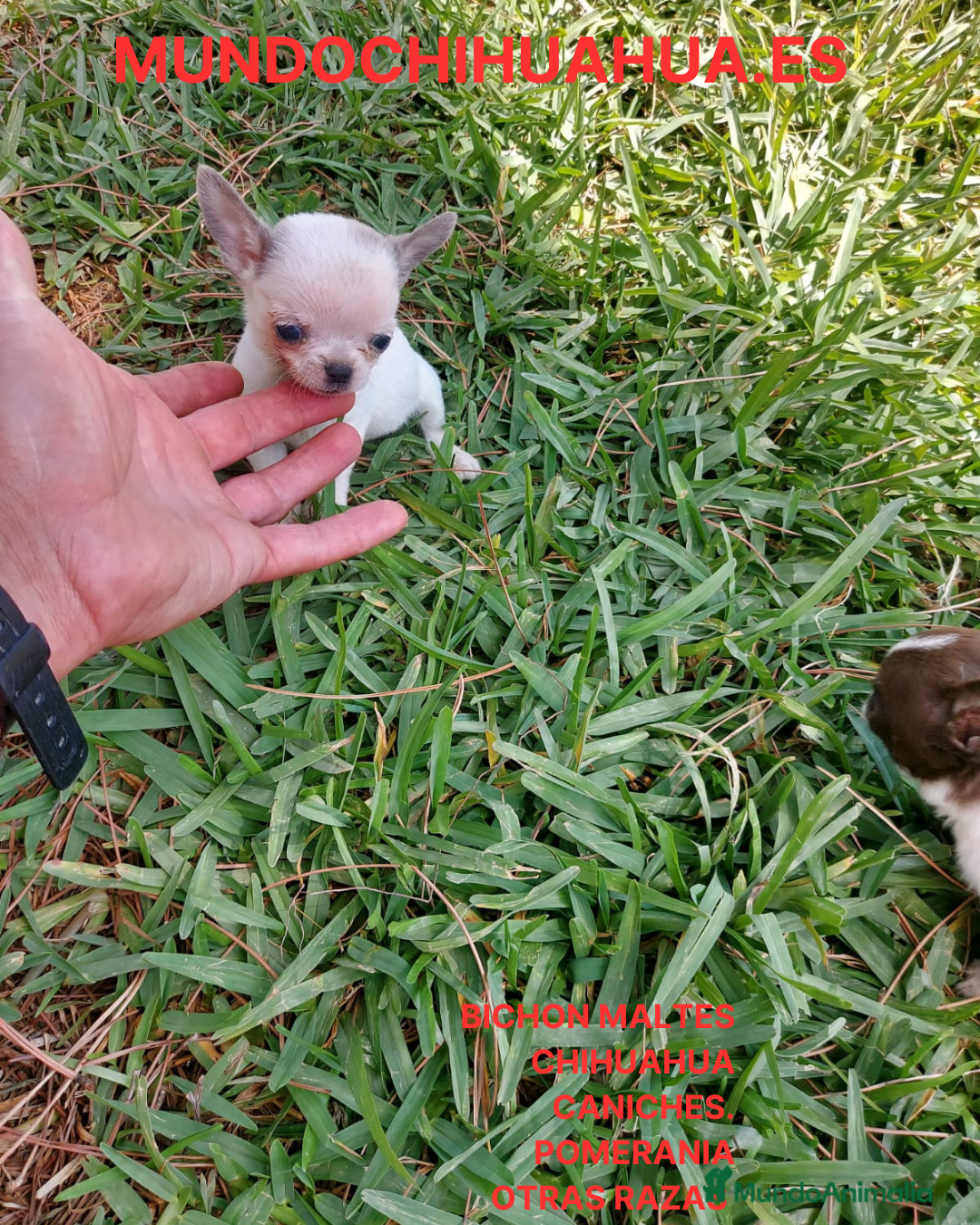 Chihuahua perros en venta: PRECIOSOS CHIHUAHUA RUSO Y ASIÁTICO   - Anuncio 9