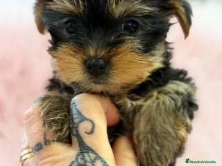Yorkshire Terrier perros YORKSHIRE NEGRO FUEGO - Anuncio 2