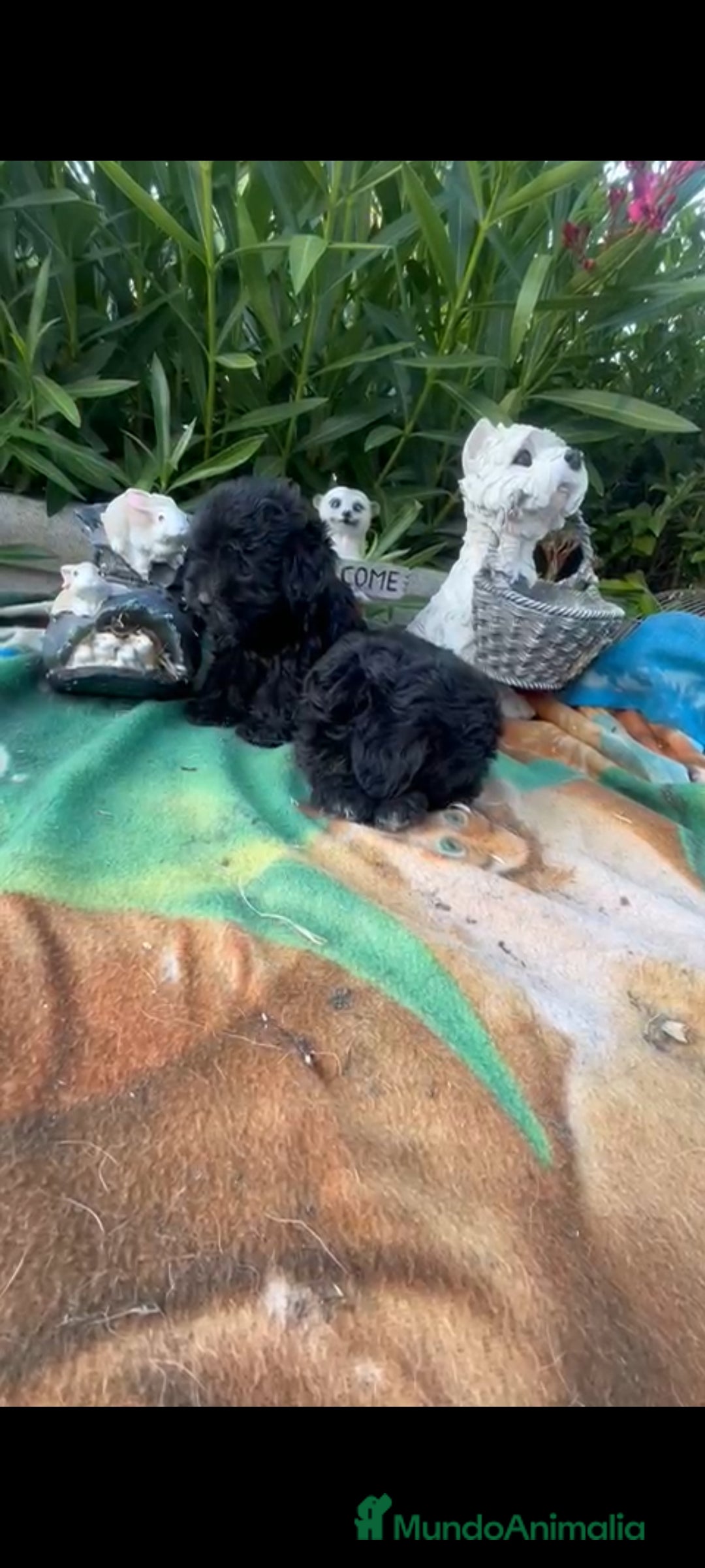 Maltipoo perros en venta: Maltipoo mini - Imagen 2