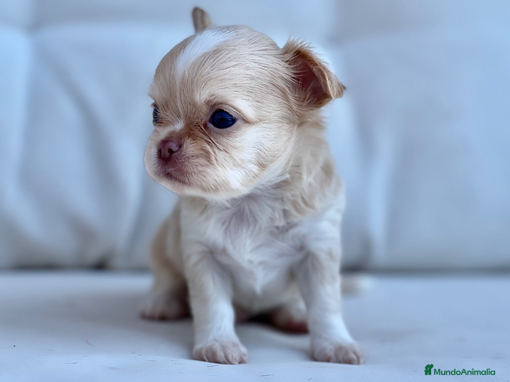 Chihuahua perros PRECIOSO MACHITO CREMA Y BLANCO DE PELO LARGO  - Anuncio 6