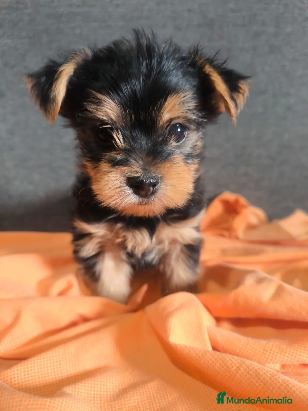 Yorkshire Terrier perros en venta: Cachorro Yorkshire Toy - Anuncio 5