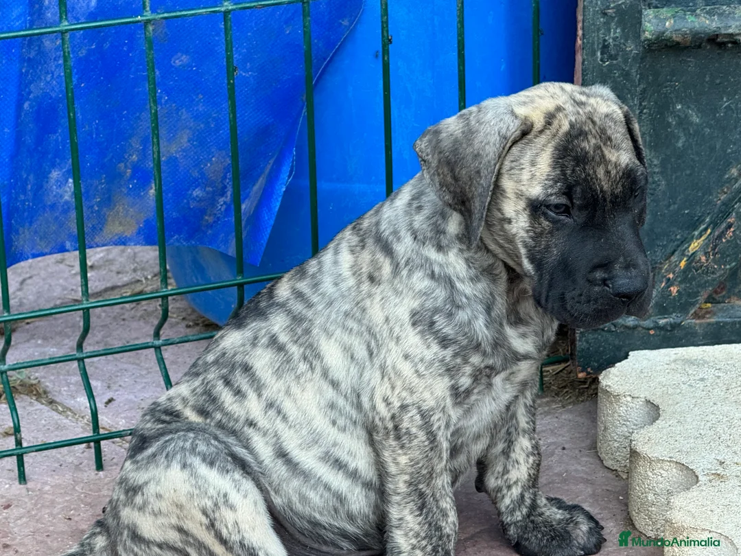 Presa Canario perros en venta: Camada de presa/dogo canario - Anuncio 4
