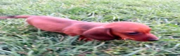 Teckel Miniatura perros en venta: Teckel Kaninchen rojizo - Anuncio 7