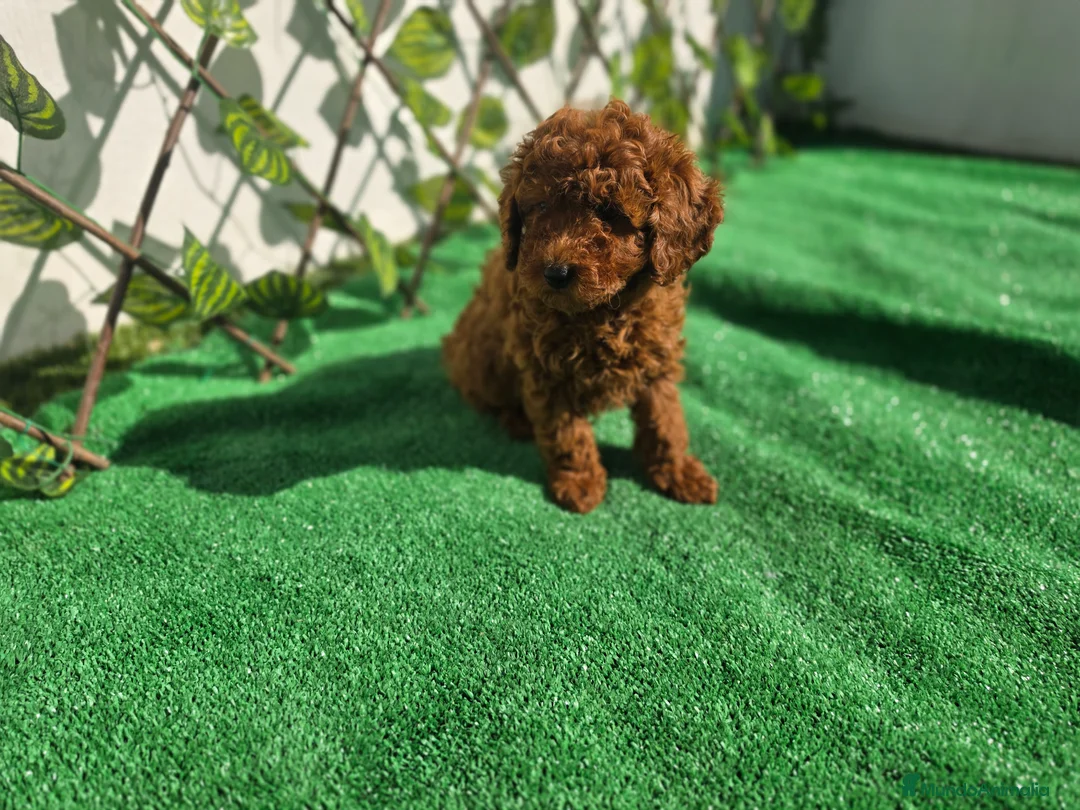 Caniche Toy perros en venta: CANICHE TOY - Anuncio 1