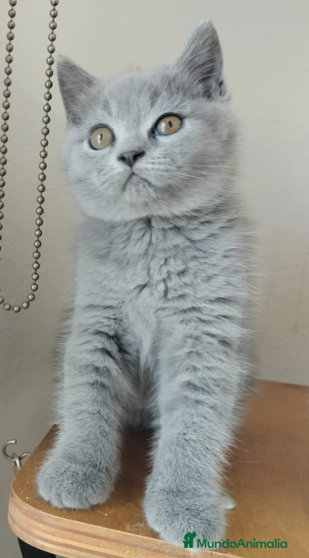Británico de Pelo Corto gatos en venta: British pelo corto - Anuncio 2