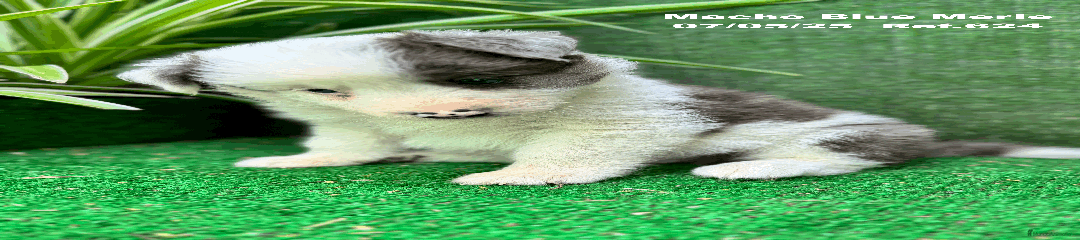 Border Collie Cachorro 4