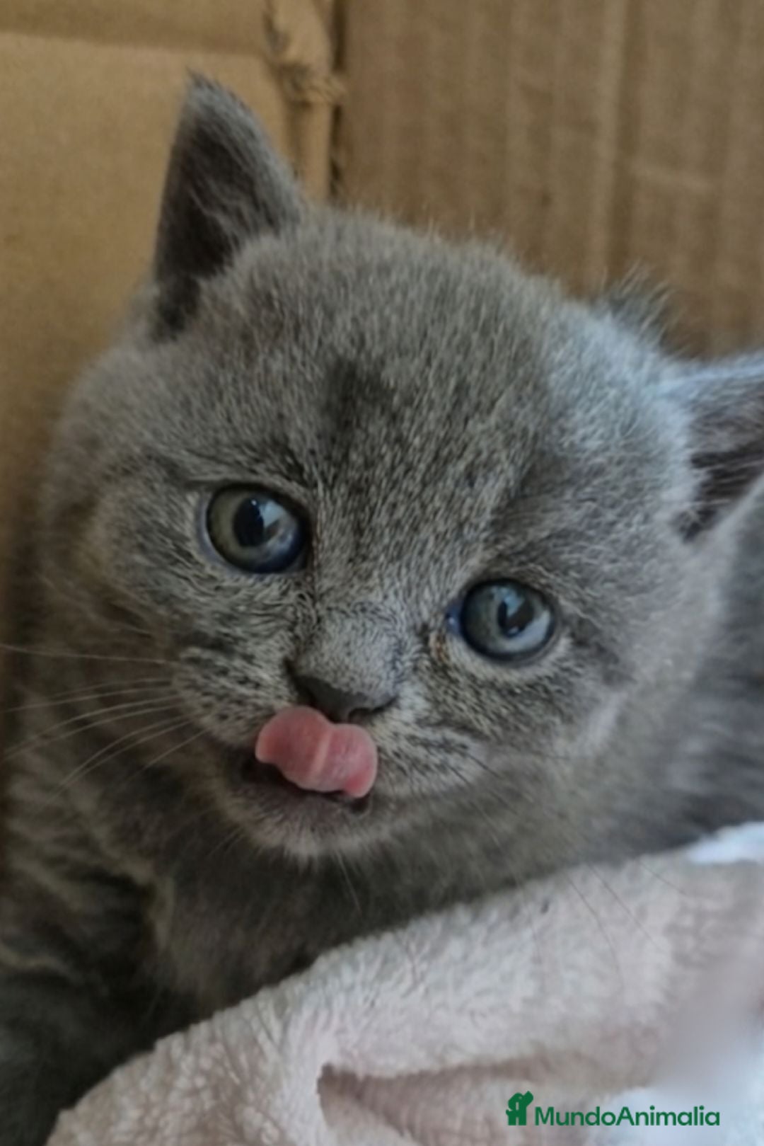 Británico de Pelo Corto gatos Gato British shorthair  - Anuncio 1