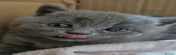 Británico de Pelo Corto gatos en venta: Gato British shorthair  - Anuncio 11