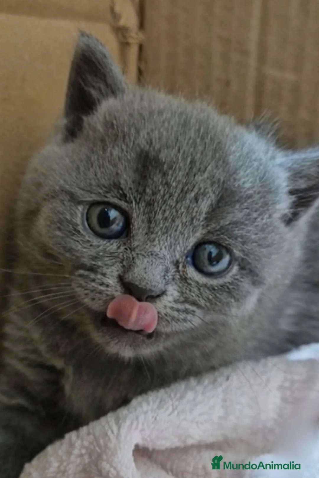 Británico de Pelo Corto gatos en venta: Gato British shorthair  - Anuncio 11