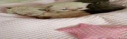 Exótico de Pelo Largo gatos en venta: Gatitos persa y malayo disponible - Anuncio 6