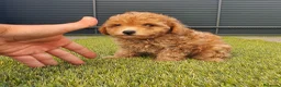 Caniche Toy perros en venta: Caniche toy - Anuncio 5