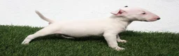 Bull Terrier perros en venta: Bull Terrier  - Anuncio 11