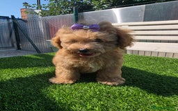 Maltipoo perros en venta: Maltipoo toy  - Imagen 2
