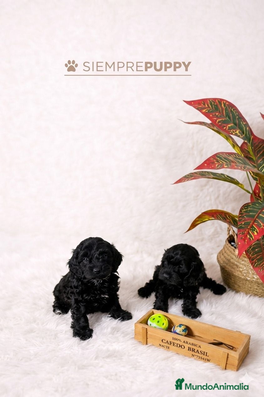 Cockapoo perros cockapoo toy - Anuncio 1