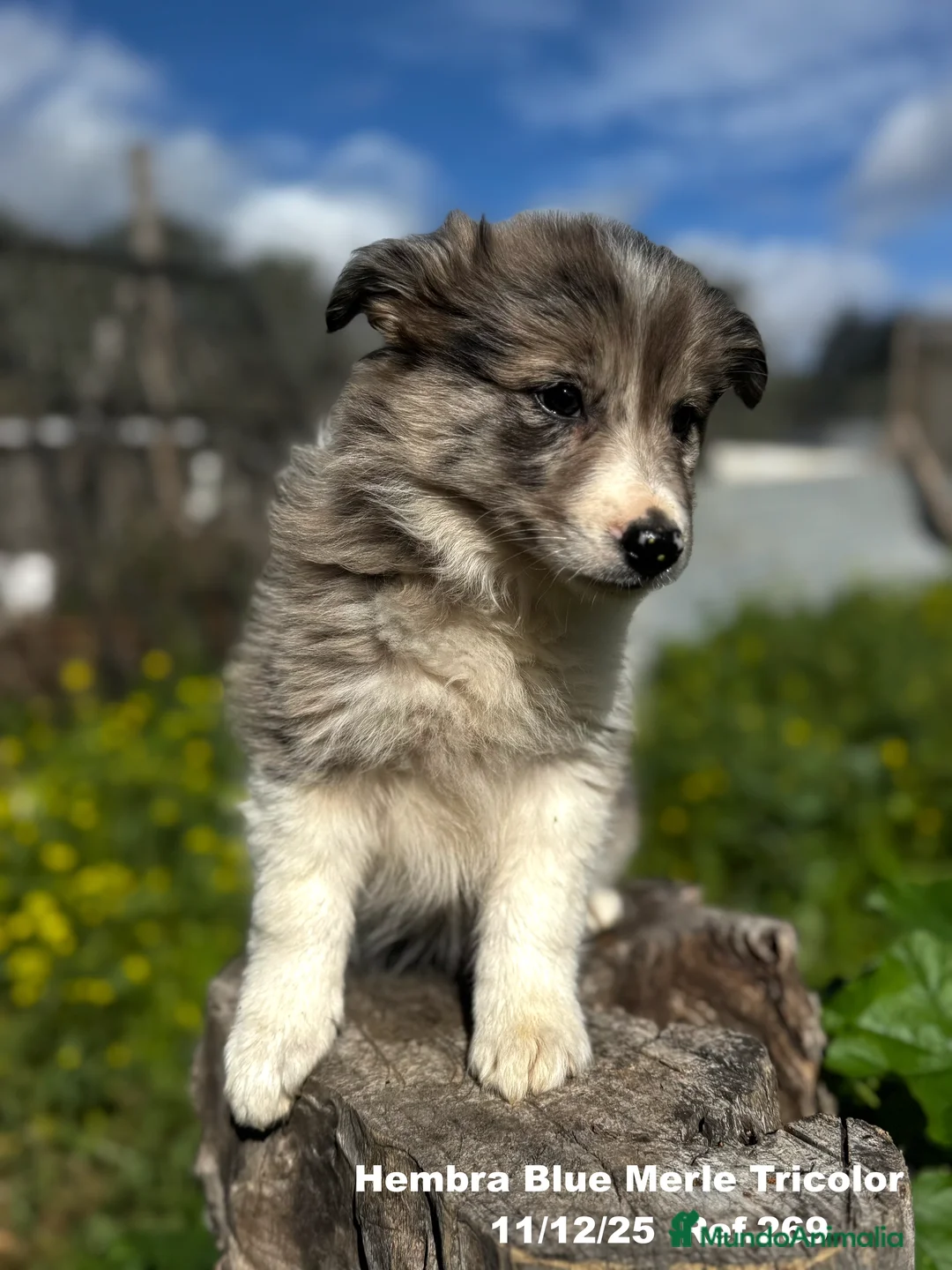 Border Collie perros en venta: BORDER COLLIE - Anuncio 18
