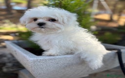 Bichón Maltés perros en venta: Bichon maltés toy garantizado!!! - Imagen 6