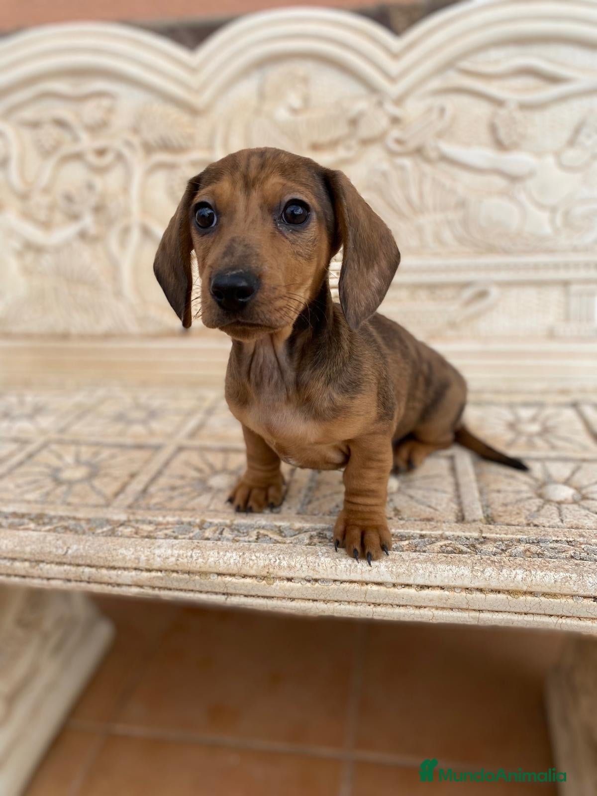 Teckel Miniatura perros teckel kaninchen pelo corto en Granada - Anuncio 9