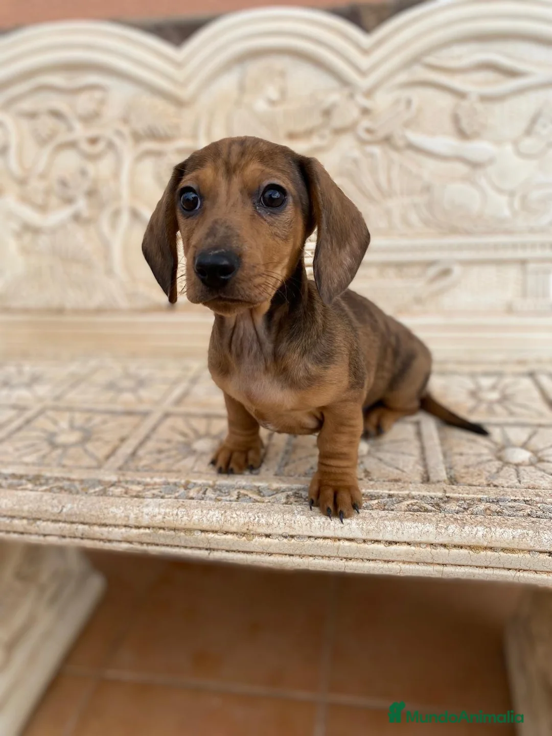 Teckel Miniatura perros en venta: teckel kaninchen pelo corto en Granada - Anuncio 1