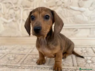 Teckel Miniatura perros teckel kaninchen pelo corto en Granada - Anuncio 10