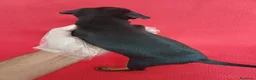 Pinscher Miniatura perros en venta: Pincher Mini  - Anuncio 4