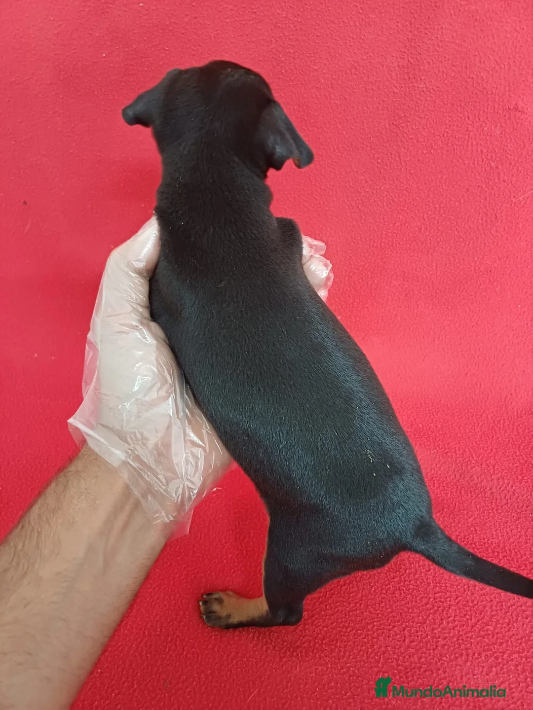 Pinscher Miniatura perros en venta: Pincher Mini  - Anuncio 4