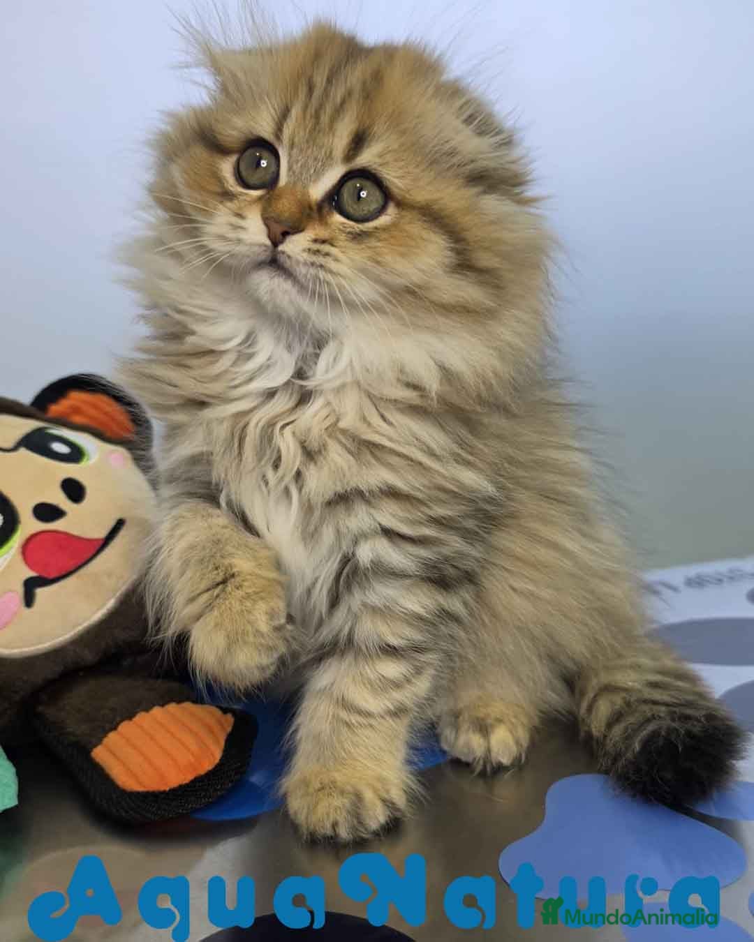 Scottish Fold gatos Scottish Fold Longhair Hembra 1987 AQUANATURA  - Anuncio 1