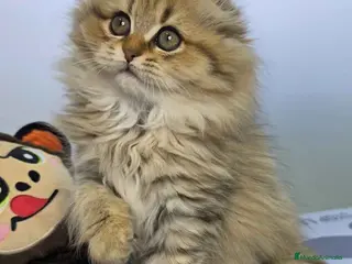 Scottish Fold gatos Scottish Fold Longhair Hembra 1987 AQUANATURA - Anuncio 1