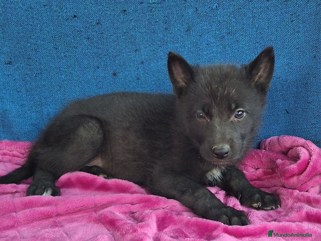 Otras razas perros en venta: PERRO LOBO AMERICANO  - Anuncio 8
