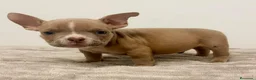 American Bully perros en venta: American Bully - Anuncio 5