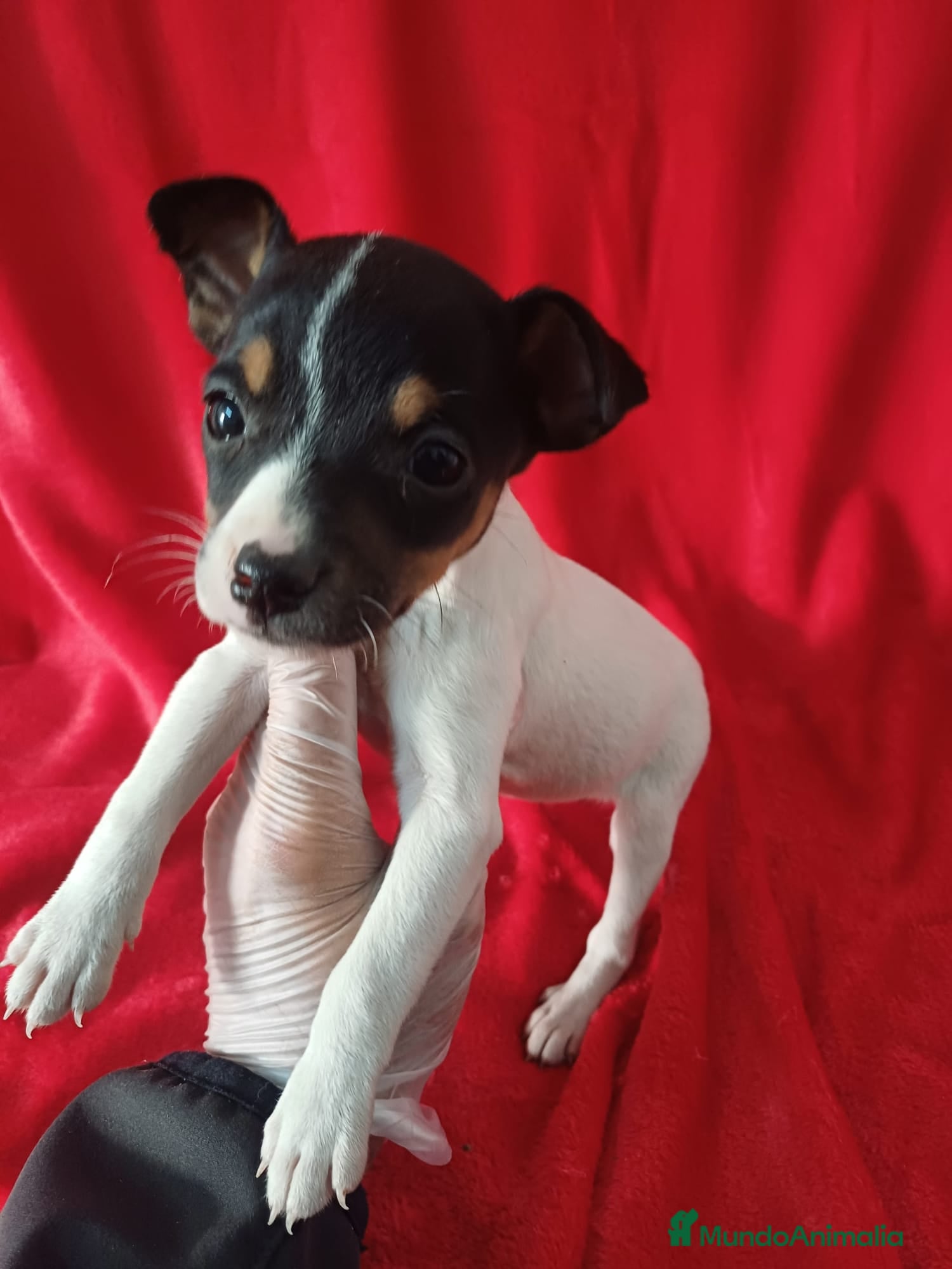 Ratonero Bodeguero Andaluz perros Bodeguero Andaluz  - Anuncio 31