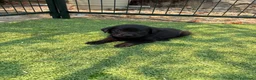Labrador Retriever perros en venta: LABRADOR - Anuncio 9