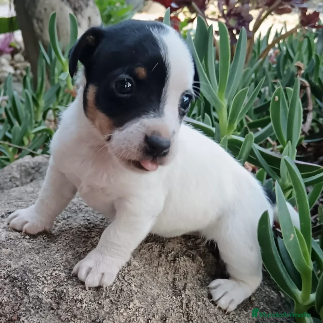 Jack Russell Terrier perros en venta: Jack Russell - Anuncio 1