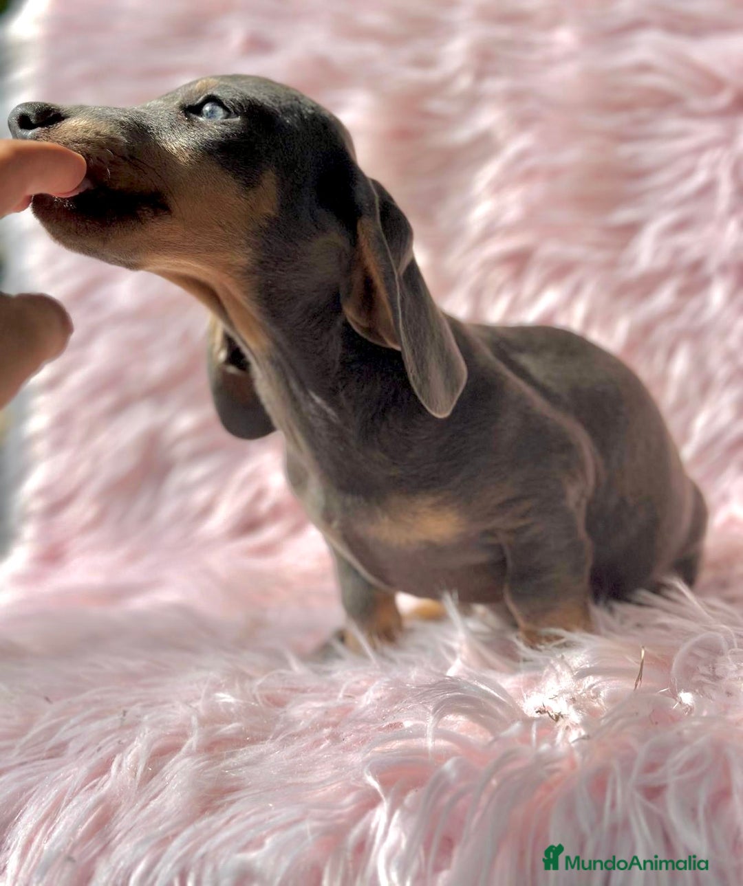 Teckel Miniatura perros en venta: Teckel Blue  - Imagen 8