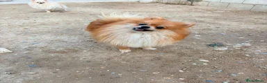 Pomerania 1