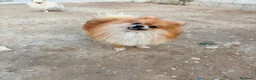 Pomerania perros en venta: Pomerania toy  - Anuncio 4