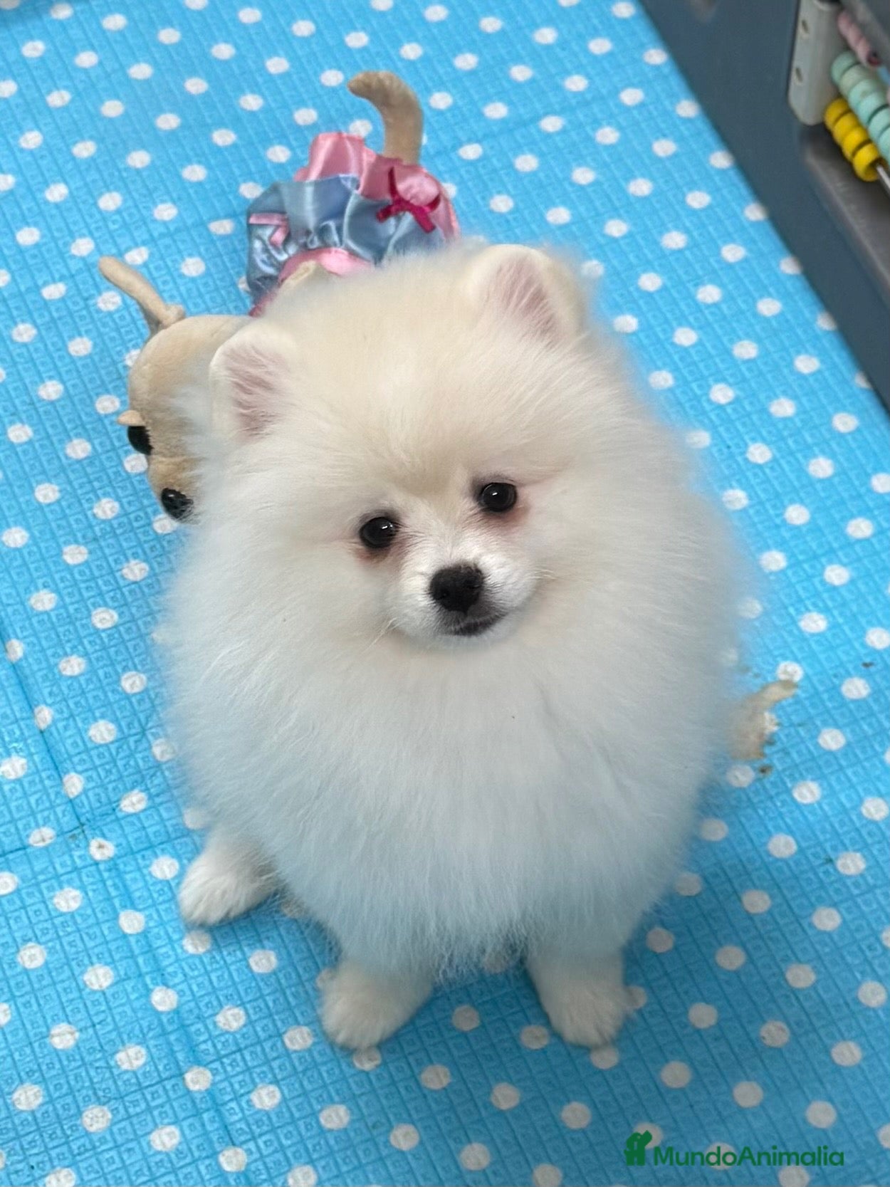 Pomerania perros Pomerania Hembra - Anuncio 7