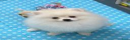 Pomerania perros en venta: Pomerania Hembra - Anuncio 1