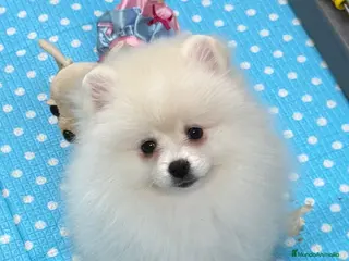 Pomerania perros Pomerania Hembra - Anuncio 7