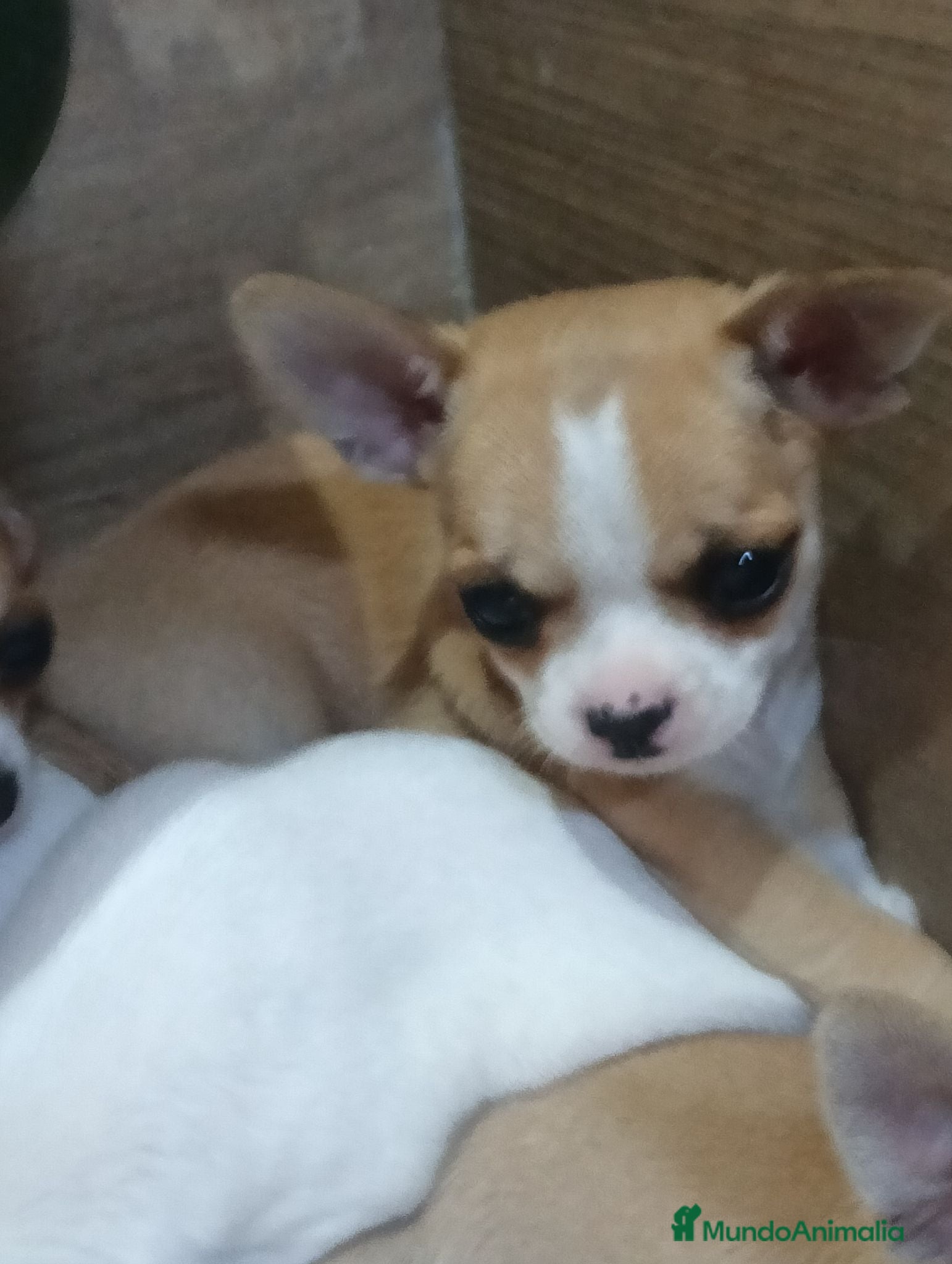 Chihuahua perros Chihuahua toy  - Anuncio 1
