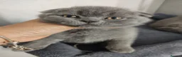 Scottish Fold gatos en venta: Scottish fold - Anuncio 3