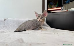 Devon Rex gatos en venta: Excelente camada de Devon rex💙 - Imagen 3