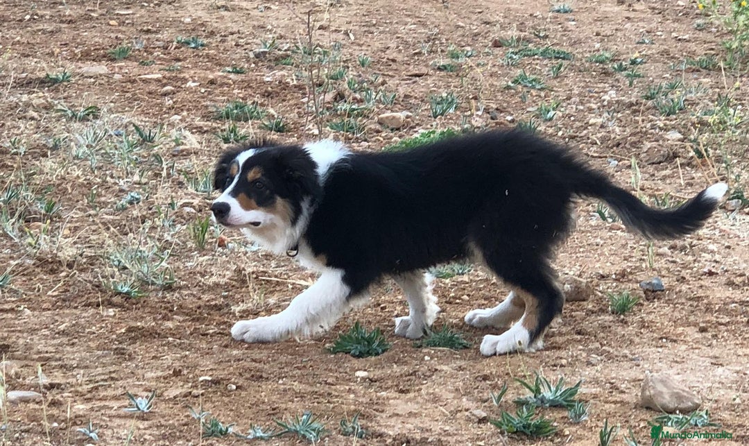 Border Collie perros en venta: Border Collie Calidad - Imagen 6